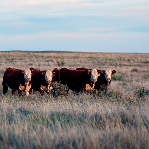 Ranchers' Agricultural Leasing Handbook: Grazing, Hunting, and 
