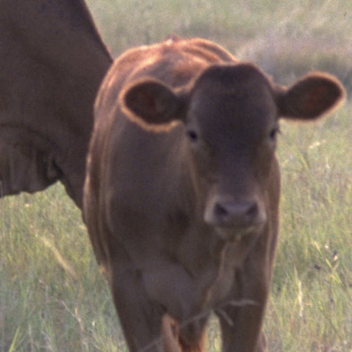 Understanding Bovine Viral Diarrhea in Beef Herds Publications