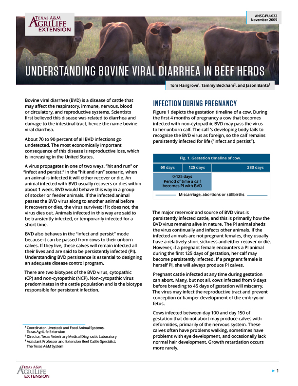 Understanding Bovine Viral Diarrhea in Beef Herds Publications