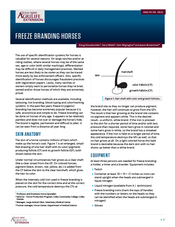 Freeze Branding Horses Publications AgriLife Learn