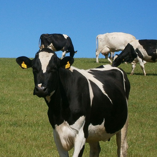Feeding the Transition Dairy Cow Publications AgriLife Learn