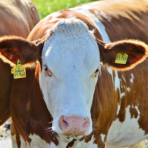 Managing Milk Composition: Maximizing Rumen Function | Publications ...