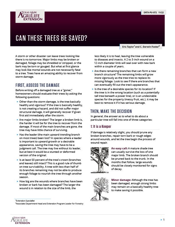 Can These Trees Be Saved? Publications AgriLife Learn
