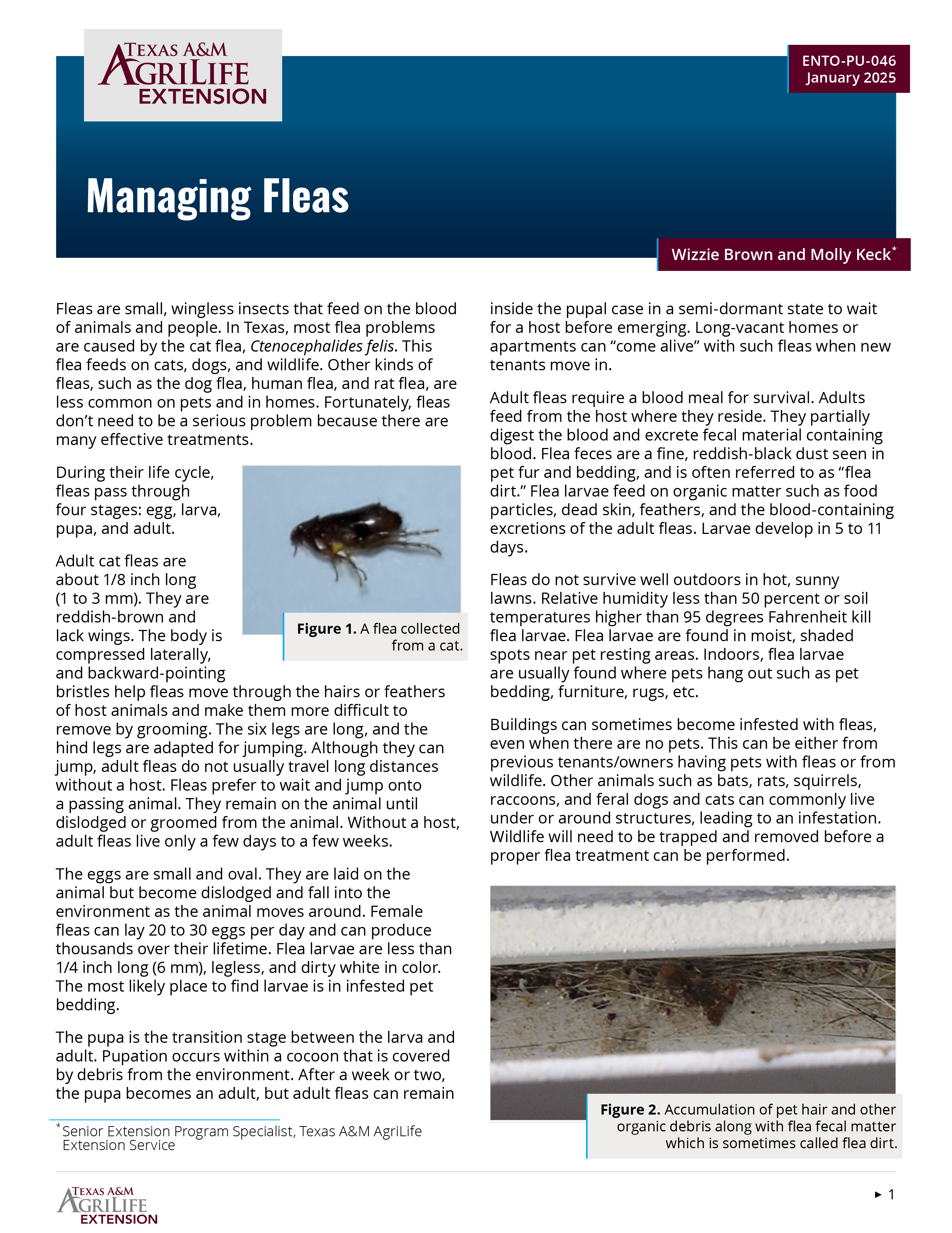 Managing Fleas | Publications | AgriLife Learn