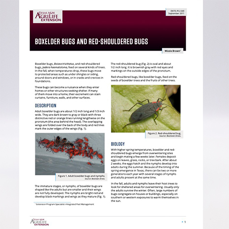 Boxelder Bugs and Red-Shouldered Bugs | Publications | AgriLife Learn