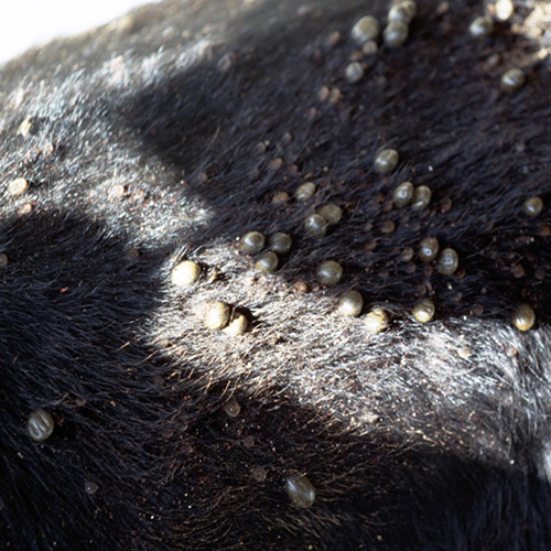 Cattle Fever Ticks Publications AgriLife Learn