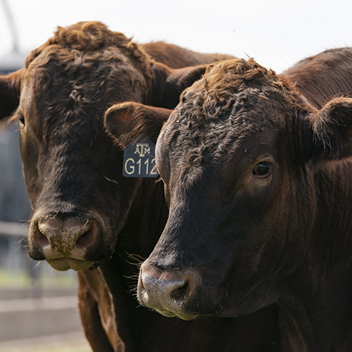 Cattle Fever Ticks Answers to Common Questions Publications