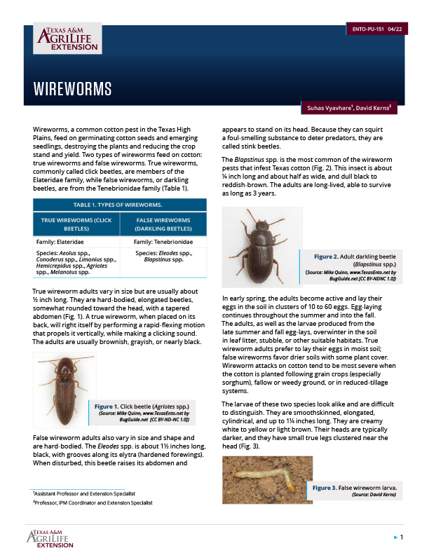 Wireworms | Publications | AgriLife Learn