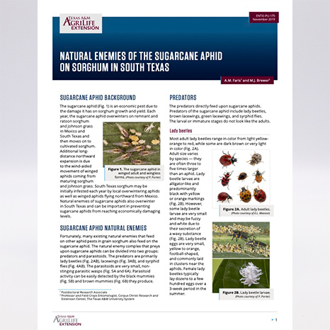 Natural Enemies of the Sugarcane Aphid on Sorghum in South Texas ...