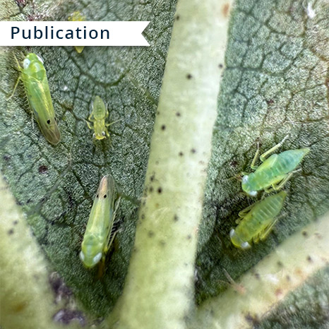 Jassid Insect Size Browse by Product Type | Texas A&M AgriLife Learn