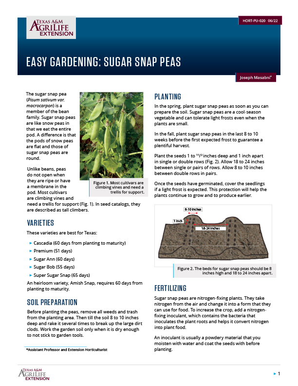 Easy Gardening Sugar Snap Peas Publications AgriLife Learn