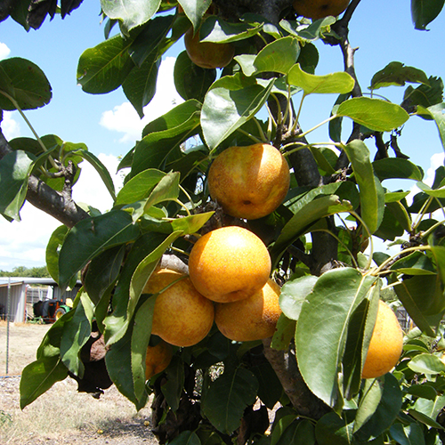 Texas Fruit and Nut Production Pears Publications AgriLife Learn