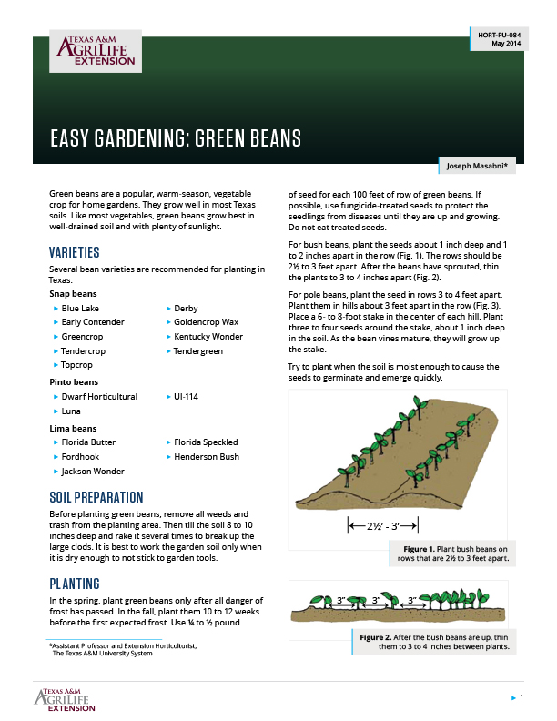 Easy Gardening Green Beans Publications AgriLife Learn