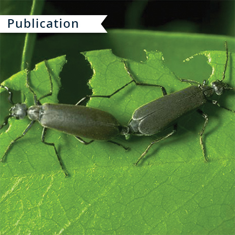 Cardning Insect Easy Gardening Series | Texas A&M AgriLife Learn
