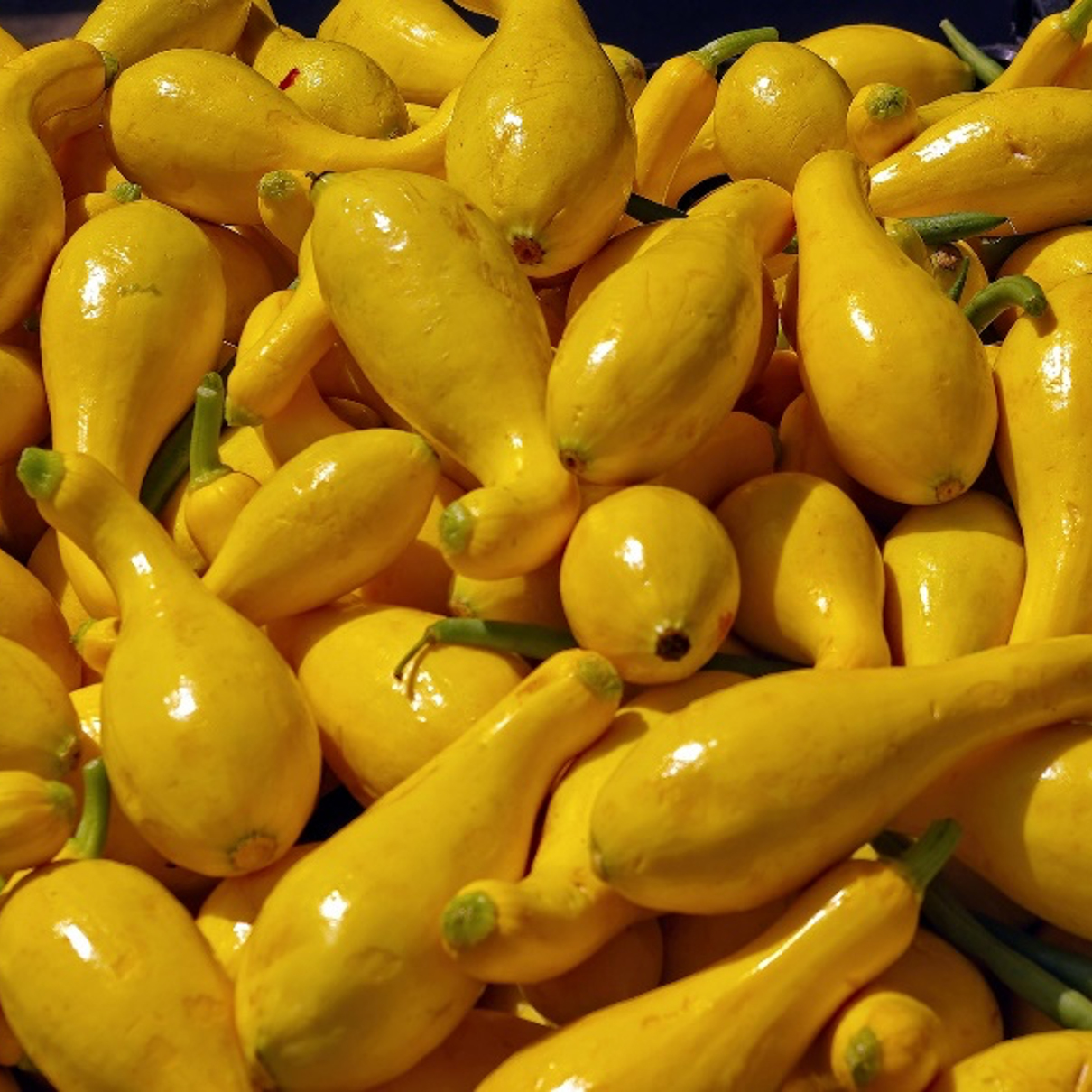 Path to the Plate Squash Publications AgriLife Learn