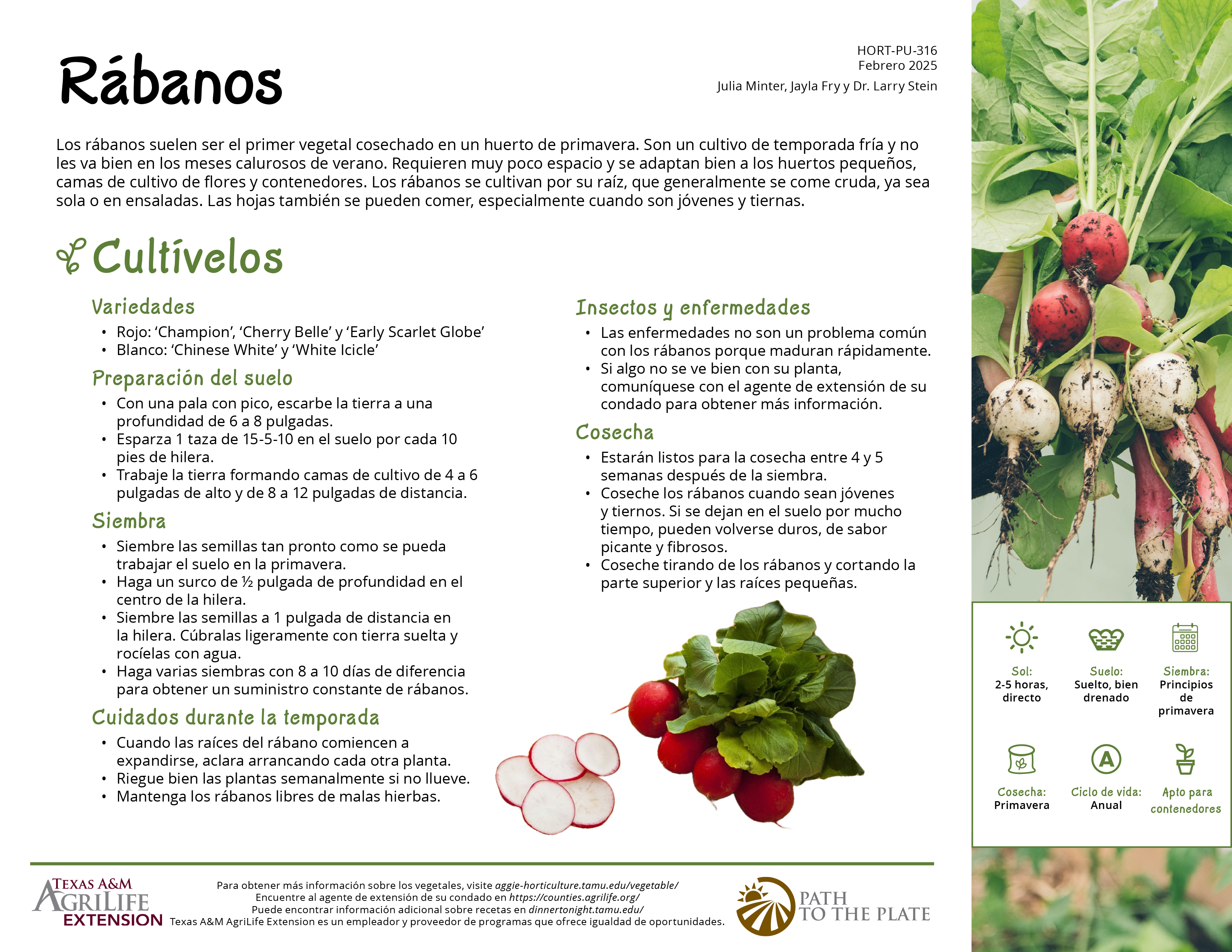 El Camino al Plato: Rabanos | Publications | AgriLife Learn