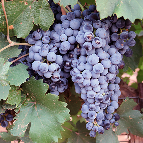 Winegrapes of Texas | Publications | AgriLife Learn
