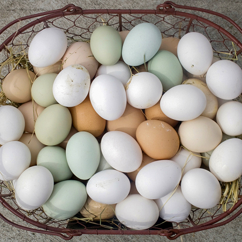 Selling Yard Eggs in Texas Publications AgriLife Learn