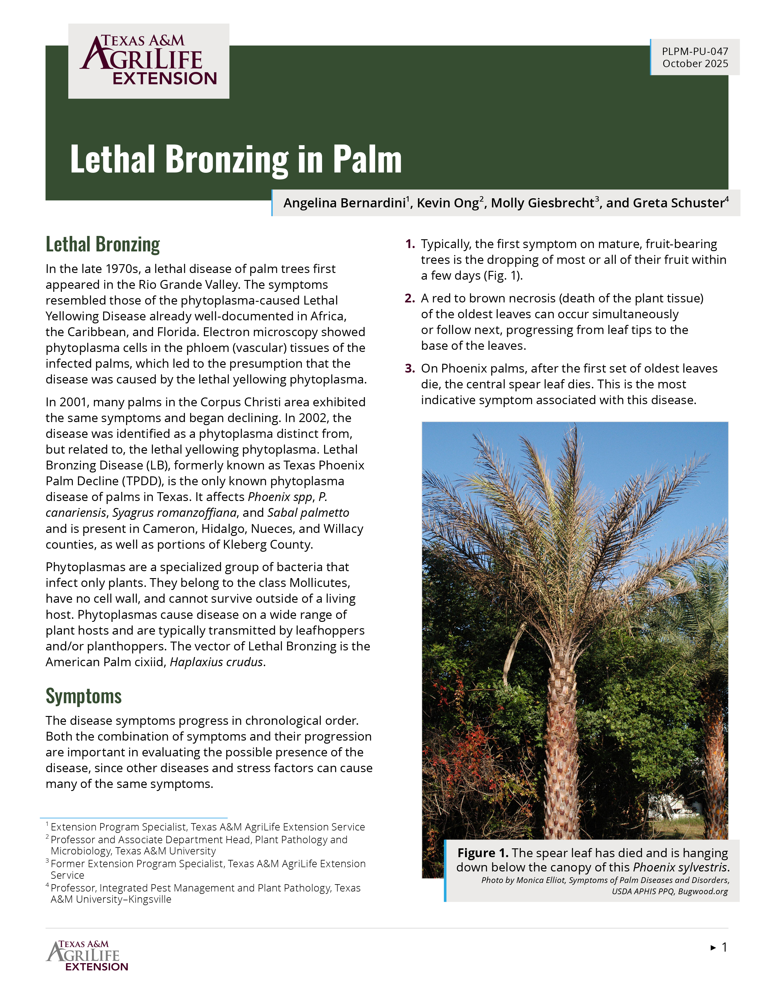 Cool Review About How Do You Poison A Palm Tree