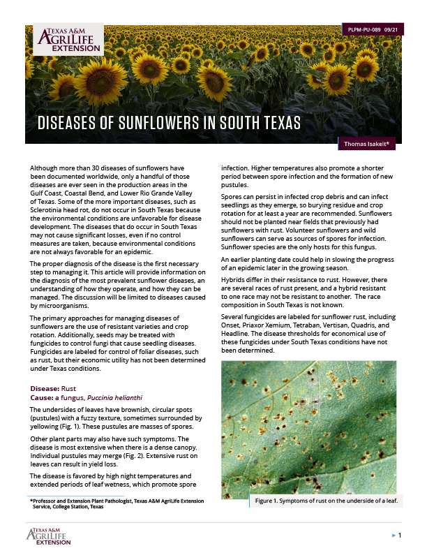 Sunflower Diseases in Texas Publications AgriLife Learn