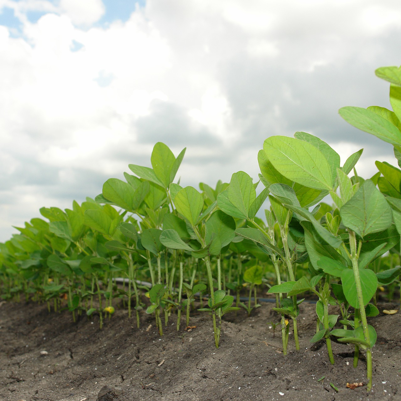 Diseases of Soybeans in Texas Publications AgriLife Learn
