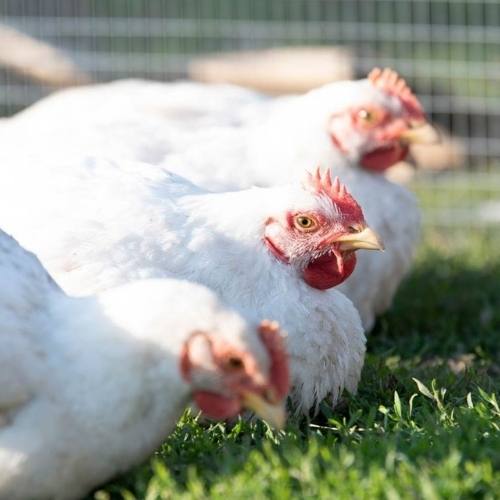 Market Poultry Courses AgriLife Learn