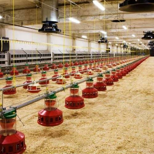 Nuisance Odor Prevention Training for Poultry Producers