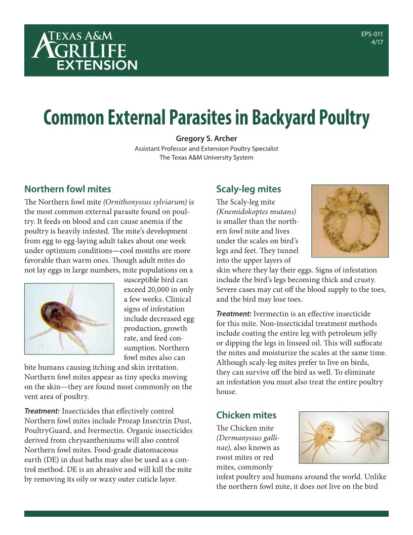 common-external-parasites-in-backyard-poultry-publications-agrilife