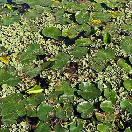 Aquatic Vegetation Management Basics Courses AgriLife Learn