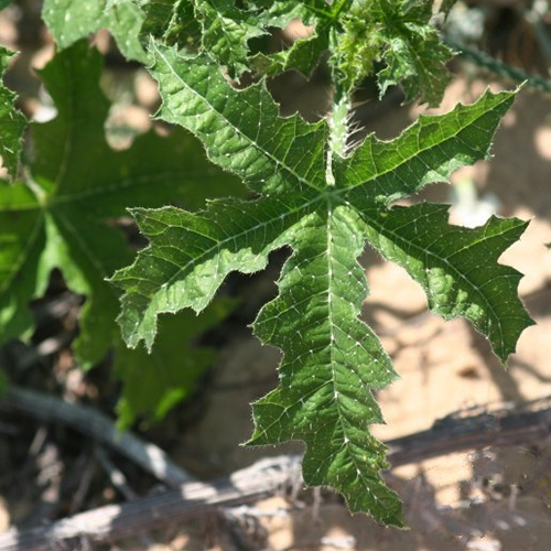 Weed Busters How to Take the Sting Out of Texas Bull Nettle
