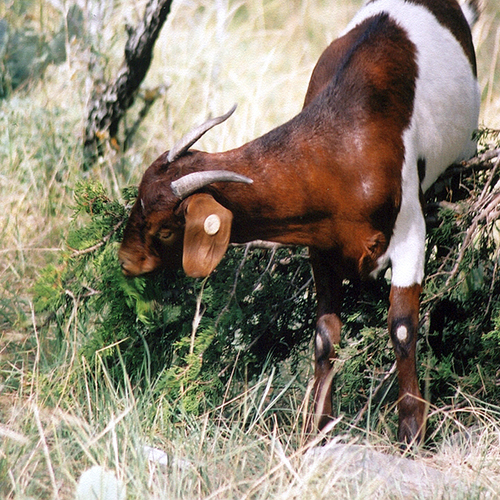 Managing Juniper (Cedar) with Goats Publications AgriLife Learn