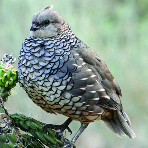 Habitat Requirements of Texas Quail