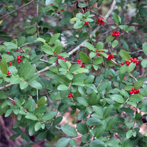 How to Brush Off Minor Species Individual Plant Treatment Leaf and