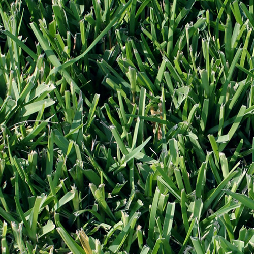 Fertilizing Texas Lawns 10Point Checklist for WarmSeason Grasses