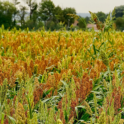 Growth and Development