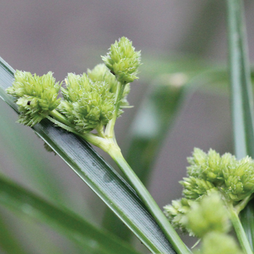 Nutsedge and Kylina Species Control for Homeowners