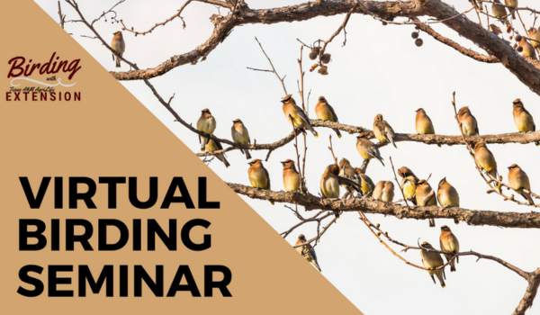 Virtual Birding Texas A&M AgriLife Learn | Courses, Publications, and Merchandise